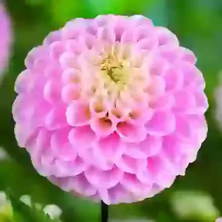 Ball Type Dahlias